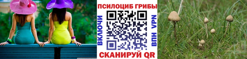 ссылка на мегу маркетплейс  Куровское  Псилоцибиновые грибы Magic Shrooms 